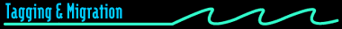 Tagging and Migration