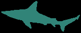 Sandbar Shark